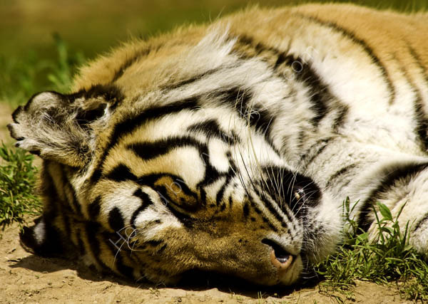 Siberian Tiger
